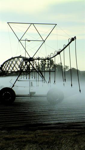Evening Farm Sprinkler, WA.